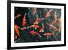 Many Carp Fishes-Yury Zap-Framed Photographic Print