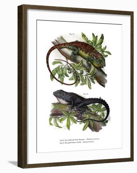 Many-Colored Bush Anole-null-Framed Giclee Print