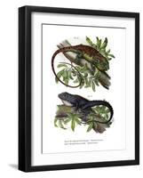 Many-Colored Bush Anole-null-Framed Giclee Print