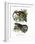 Many-Colored Bush Anole-null-Framed Giclee Print