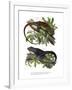 Many-Colored Bush Anole-null-Framed Giclee Print