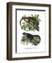 Many-Colored Bush Anole-null-Framed Giclee Print