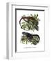 Many-Colored Bush Anole-null-Framed Giclee Print