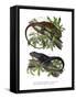 Many-Colored Bush Anole-null-Framed Stretched Canvas