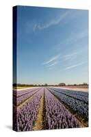 Many Colorful Hyacinths in Dutch Landscape with Blue Sky-Ivonnewierink-Stretched Canvas