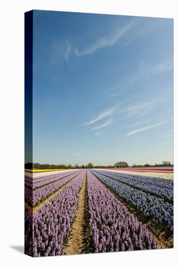 Many Colorful Hyacinths in Dutch Landscape with Blue Sky-Ivonnewierink-Stretched Canvas