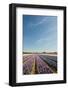 Many Colorful Hyacinths in Dutch Landscape with Blue Sky-Ivonnewierink-Framed Photographic Print