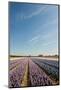 Many Colorful Hyacinths in Dutch Landscape with Blue Sky-Ivonnewierink-Mounted Photographic Print