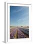 Many Colorful Hyacinths in Dutch Landscape with Blue Sky-Ivonnewierink-Framed Photographic Print