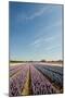 Many Colorful Hyacinths in Dutch Landscape with Blue Sky-Ivonnewierink-Mounted Photographic Print