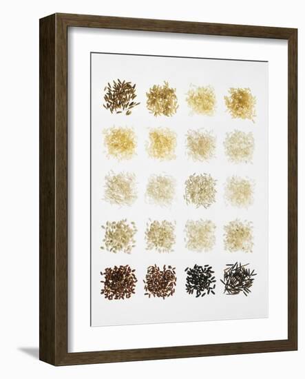 Many Different Types of Rice Laid Out in Small Squares-Bodo A^ Schieren-Framed Photographic Print