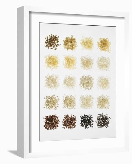 Many Different Types of Rice Laid Out in Small Squares-Bodo A^ Schieren-Framed Photographic Print