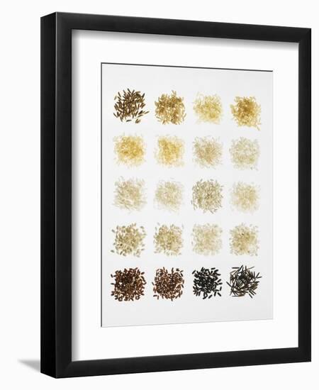 Many Different Types of Rice Laid Out in Small Squares-Bodo A^ Schieren-Framed Photographic Print