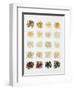 Many Different Types of Rice Laid Out in Small Squares-Bodo A^ Schieren-Framed Photographic Print