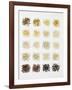 Many Different Types of Rice Laid Out in Small Squares-Bodo A^ Schieren-Framed Photographic Print