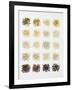 Many Different Types of Rice Laid Out in Small Squares-Bodo A^ Schieren-Framed Photographic Print