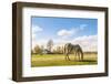 Many Flowering Daisies and A Grey Horse-Ruud Morijn-Framed Photographic Print