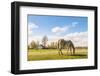 Many Flowering Daisies and A Grey Horse-Ruud Morijn-Framed Photographic Print