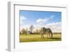 Many Flowering Daisies and A Grey Horse-Ruud Morijn-Framed Photographic Print