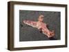 Many-Lober Ceratosoma-Hal Beral-Framed Photographic Print