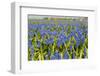 Many Muscari-Ivonnewierink-Framed Photographic Print