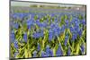 Many Muscari-Ivonnewierink-Mounted Photographic Print