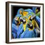 Many of Blue and Gold Macaw Perching Together with Very Warm Moment-Super Prin-Framed Photographic Print