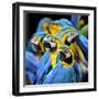 Many of Blue and Gold Macaw Perching Together with Very Warm Moment-Super Prin-Framed Photographic Print