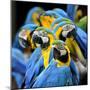 Many of Blue and Gold Macaw Perching Together with Very Warm Moment-Super Prin-Mounted Photographic Print