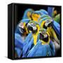 Many of Blue and Gold Macaw Perching Together with Very Warm Moment-Super Prin-Framed Stretched Canvas