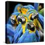 Many of Blue and Gold Macaw Perching Together with Very Warm Moment-Super Prin-Stretched Canvas