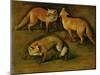 Many of Boels sketches were used in the tapestries woven in Les Gobelins. A fox-Pieter Boel-Mounted Giclee Print