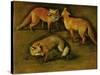 Many of Boels sketches were used in the tapestries woven in Les Gobelins. A fox-Pieter Boel-Stretched Canvas