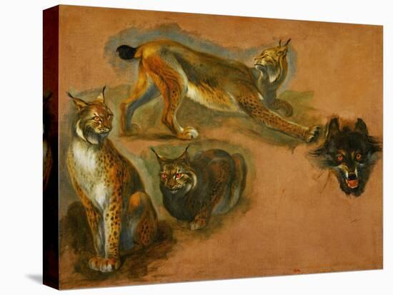 Many of Boels sketches were used in the tapestries woven in Les Gobelins. A lynx; head of a wolf.-Pieter Boel-Stretched Canvas