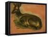 Many of Boels sketches were used in the tapestries woven in Les Gobelins. Stag, lying down.-Pieter Boel-Framed Stretched Canvas