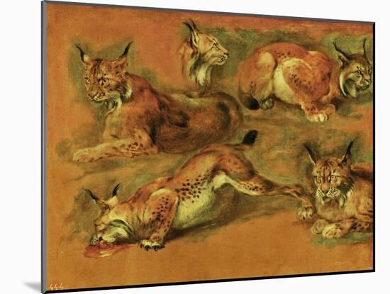 Many of Boels sketches were used in the tapestries woven in Les Gobelins. Studies of a lynx-Pieter Boel-Mounted Giclee Print