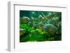 Many Piranha in Aquarium in Tropicarium-Geribody-Framed Photographic Print