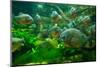 Many Piranha in Aquarium in Tropicarium-Geribody-Mounted Photographic Print