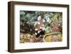 Many-Spotted Sweetlips Juvenile-Hal Beral-Framed Photographic Print