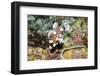 Many-Spotted Sweetlips Juvenile-Hal Beral-Framed Photographic Print