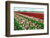 Many Tulips Outdoors-catolla-Framed Photographic Print