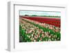 Many Tulips Outdoors-catolla-Framed Photographic Print