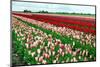 Many Tulips Outdoors-catolla-Mounted Photographic Print