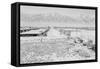 Manzanar Relocation Center from Guard Tower, view west , 1943-Ansel Adams-Framed Stretched Canvas