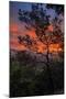 Manzanita Sunrise Design, Epic Sunrise Color Over Mount Diablo, Oakland, Bay Area-Vincent James-Mounted Photographic Print