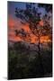 Manzanita Sunrise Design, Epic Sunrise Color Over Mount Diablo, Oakland, Bay Area-Vincent James-Mounted Photographic Print