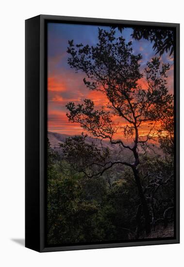 Manzanita Sunrise Design, Epic Sunrise Color Over Mount Diablo, Oakland, Bay Area-Vincent James-Framed Stretched Canvas