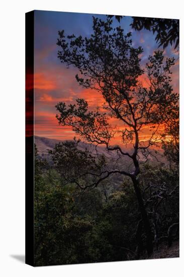 Manzanita Sunrise Design, Epic Sunrise Color Over Mount Diablo, Oakland, Bay Area-Vincent James-Stretched Canvas