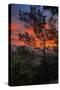 Manzanita Sunrise Design, Epic Sunrise Color Over Mount Diablo, Oakland, Bay Area-Vincent James-Stretched Canvas