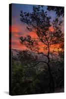 Manzanita Sunrise Design, Epic Sunrise Color Over Mount Diablo, Oakland, Bay Area-Vincent James-Stretched Canvas